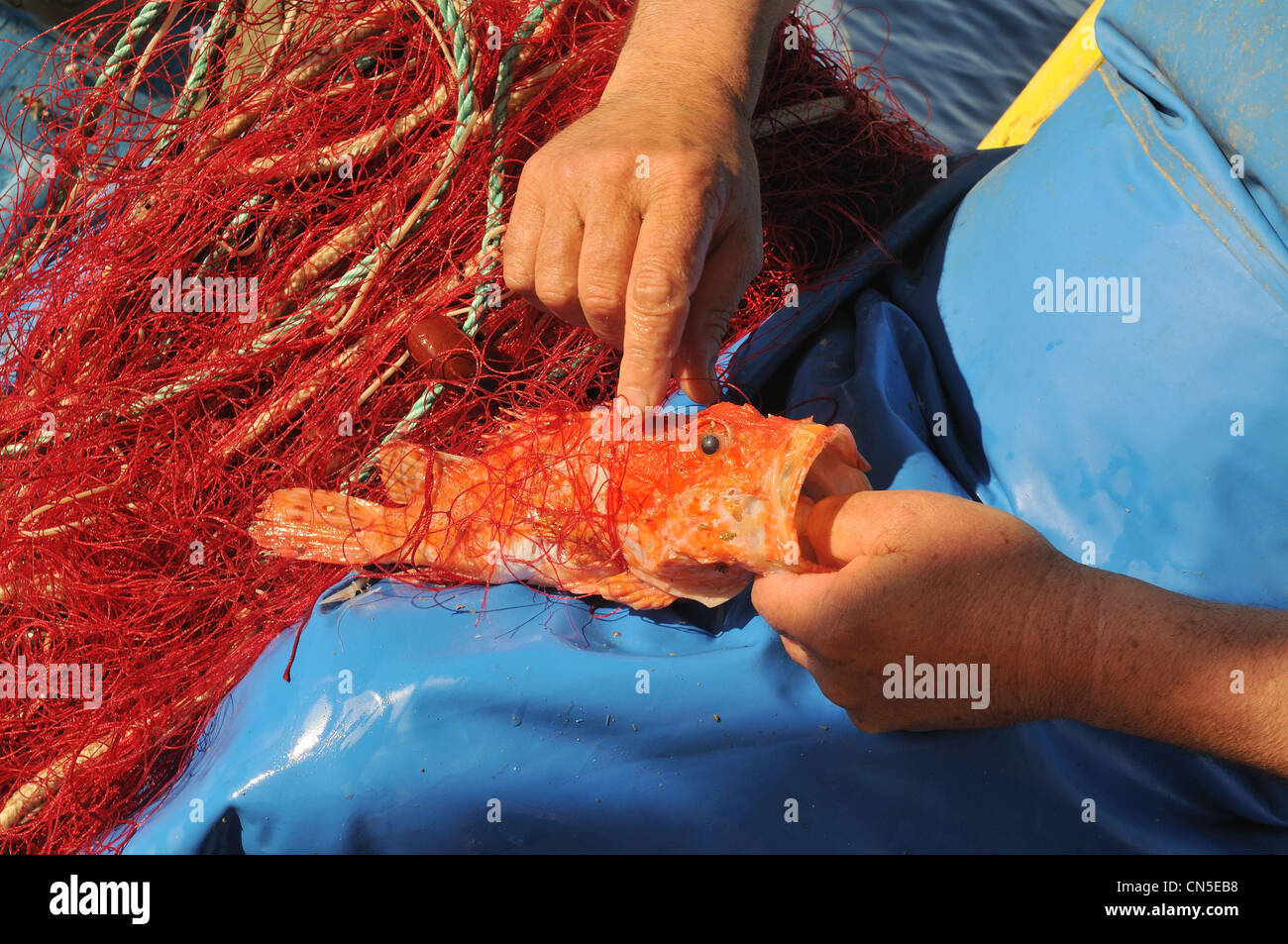 France, Haute Corse, Cap Corse, Centuri, the port, Fernand Sker, fishing lobster Stock Photo