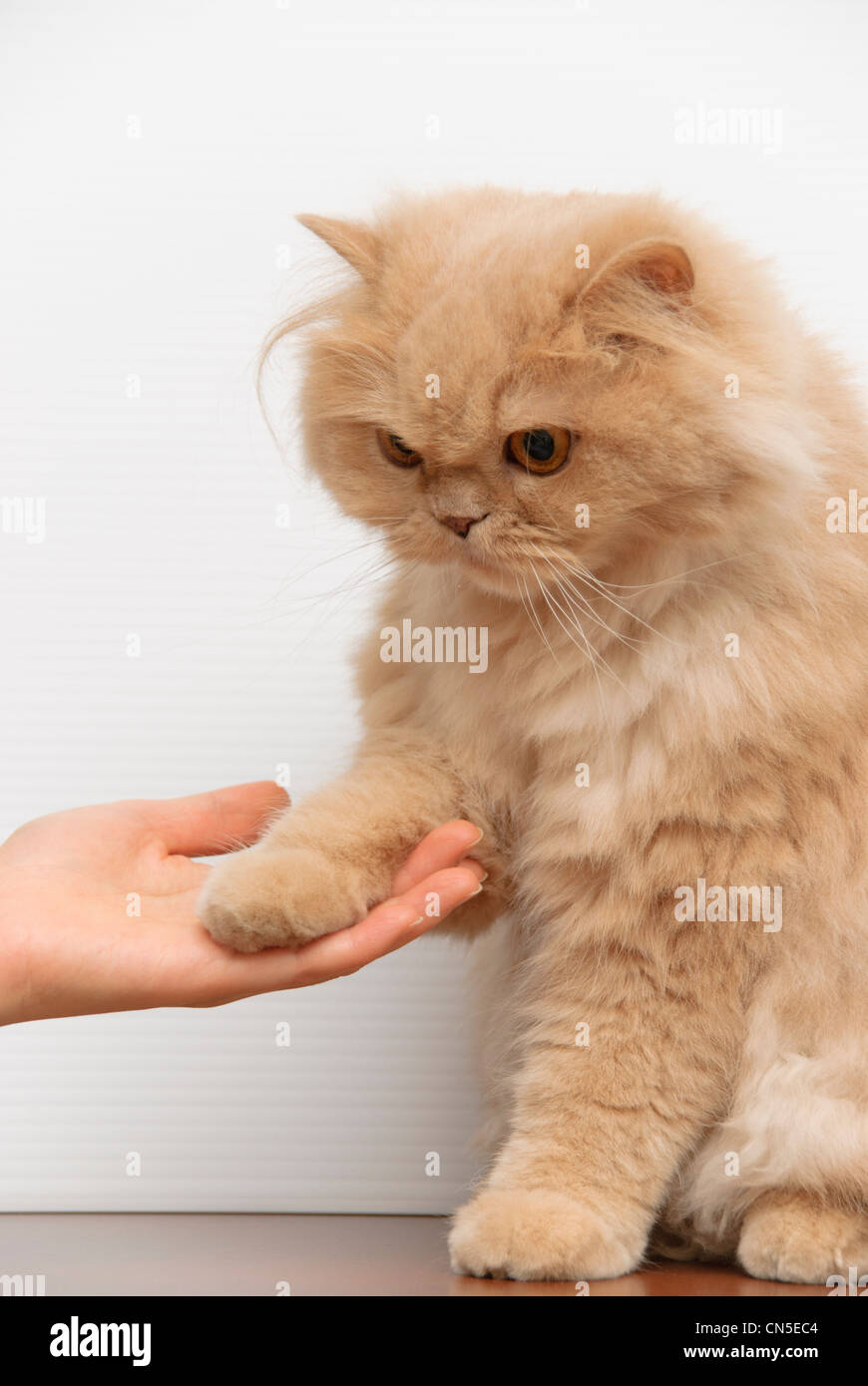 Cat shake hand with people Stock Photo