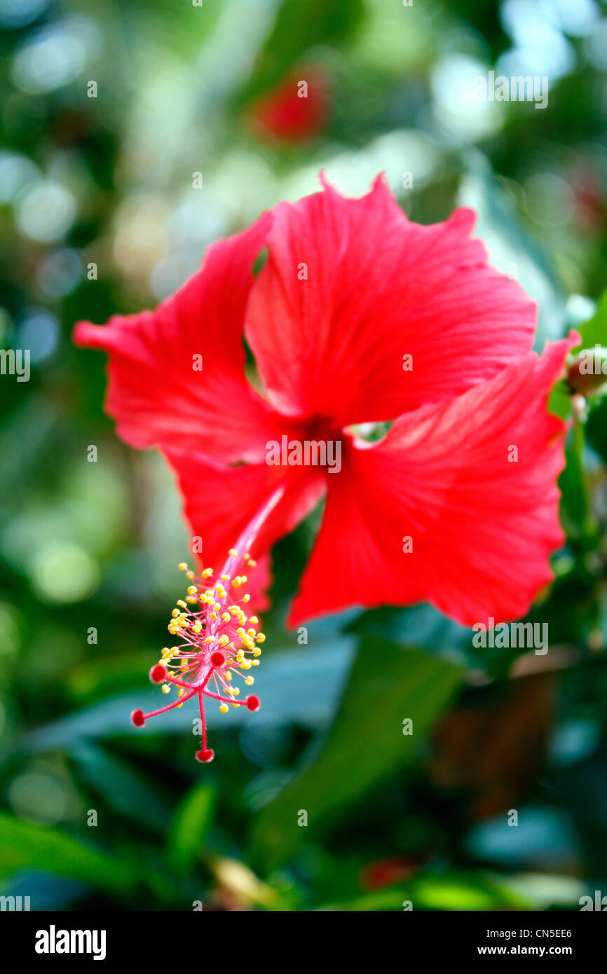 HIbiscus flower with pollen Stock Photo Alamy
