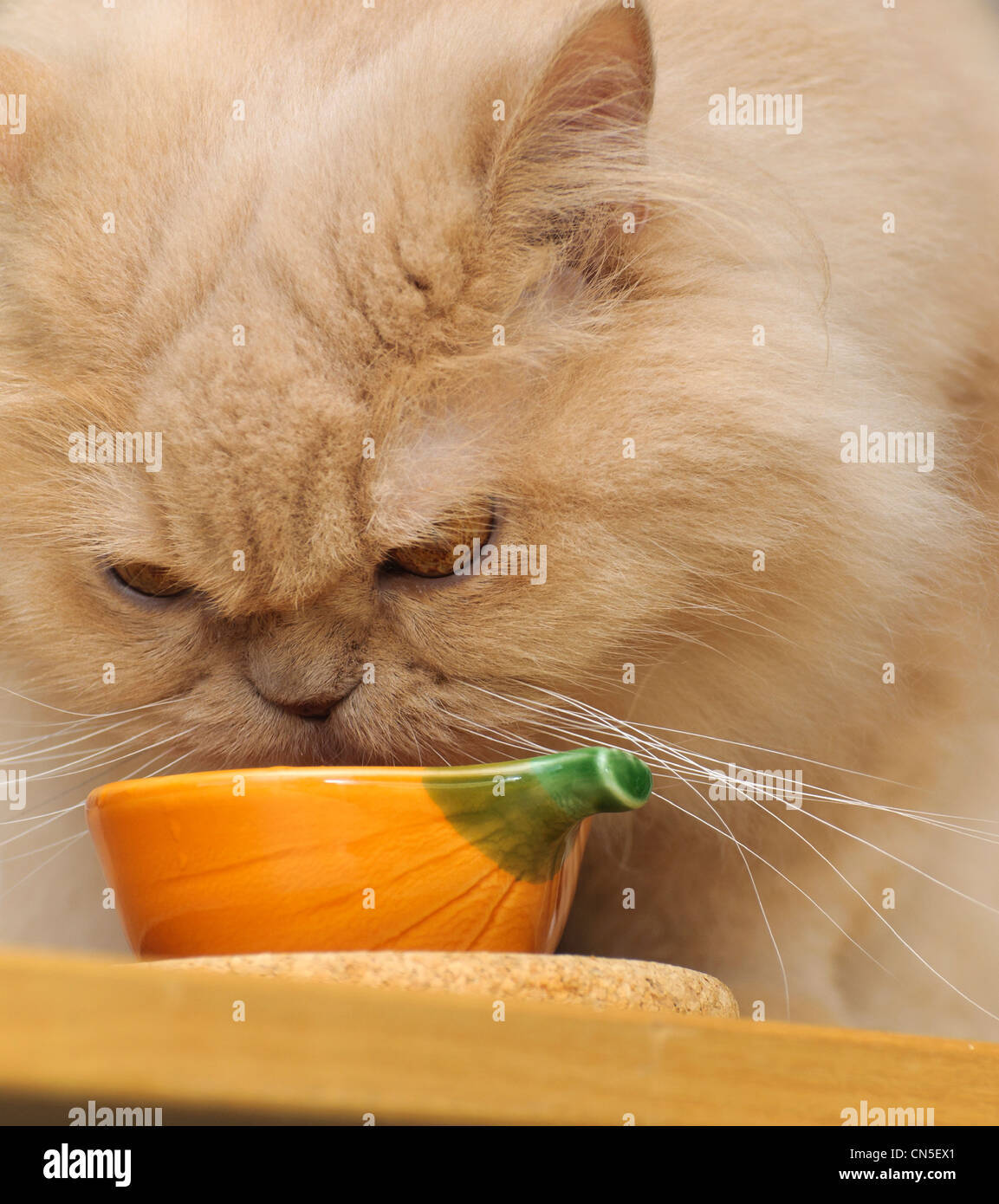 Persian cat drinking water Stock Photo Alamy
