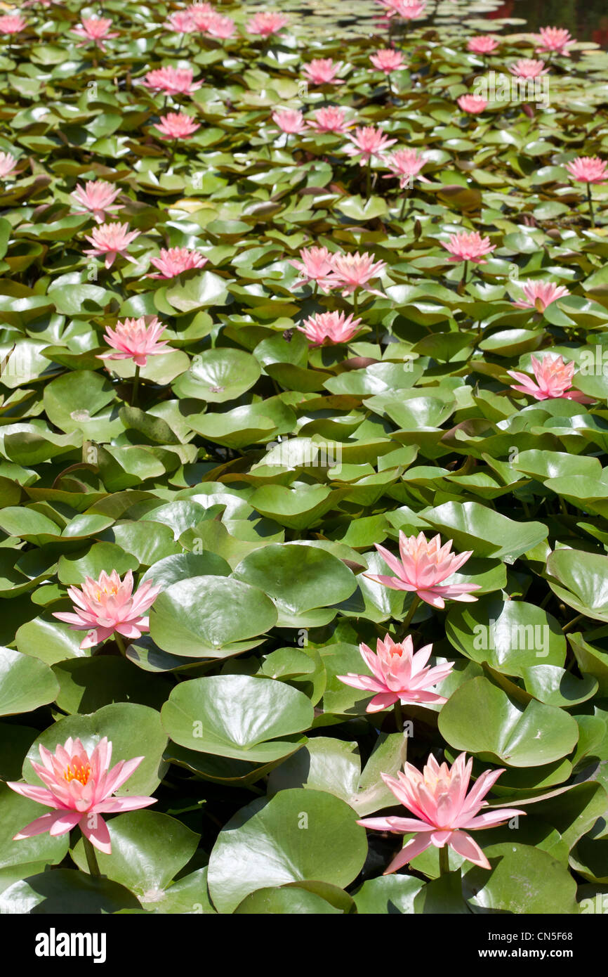 Lotus tree hi-res stock photography and images - Alamy