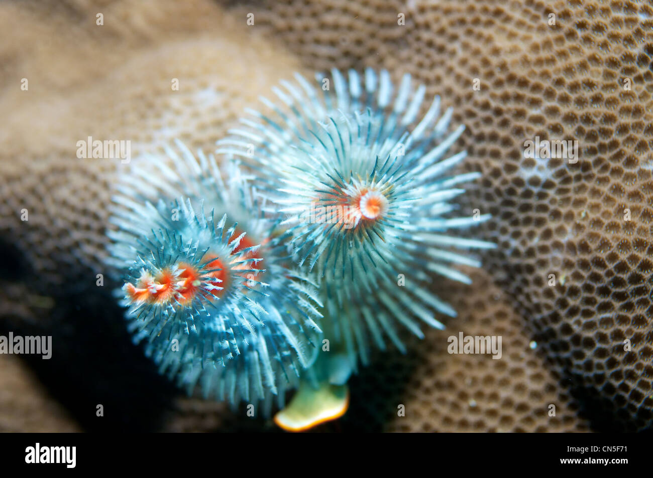 Xmas tree worm hires stock photography and images Alamy