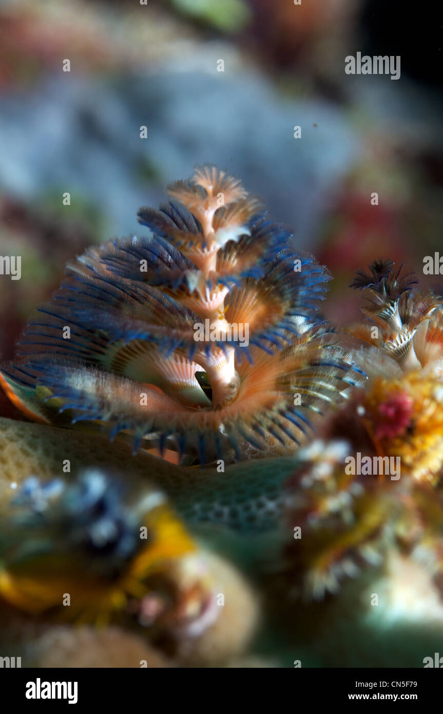Christmas tree worm Stock Photo - Alamy