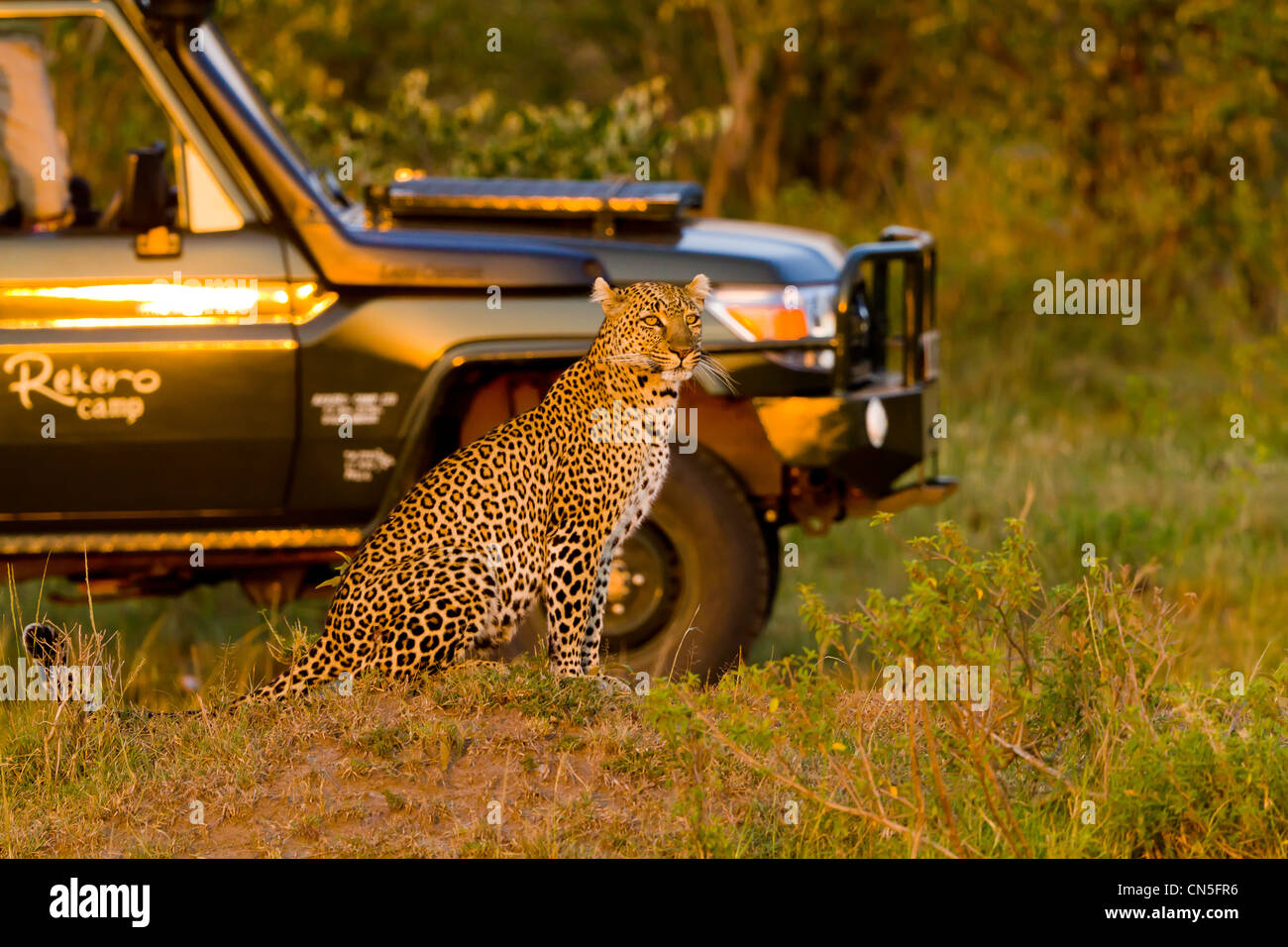 Kenya, Masai Mara Game Reserve, leopard (Panthera pardus), turism Stock Photo