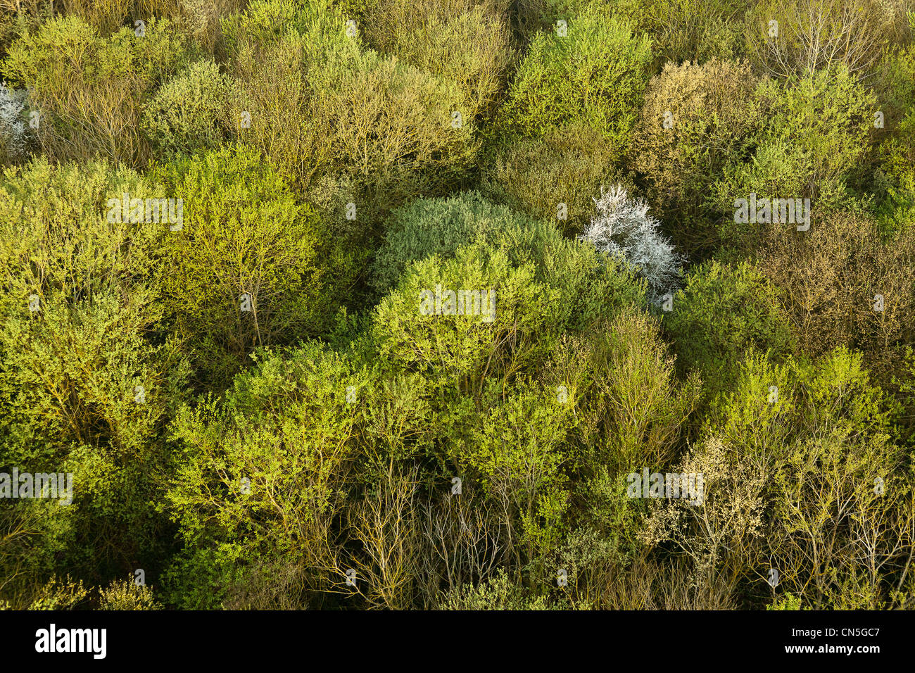France, Eure, Saint Pierre la Garenne, forest, leaf development in early spring (aerial view) Stock Photo