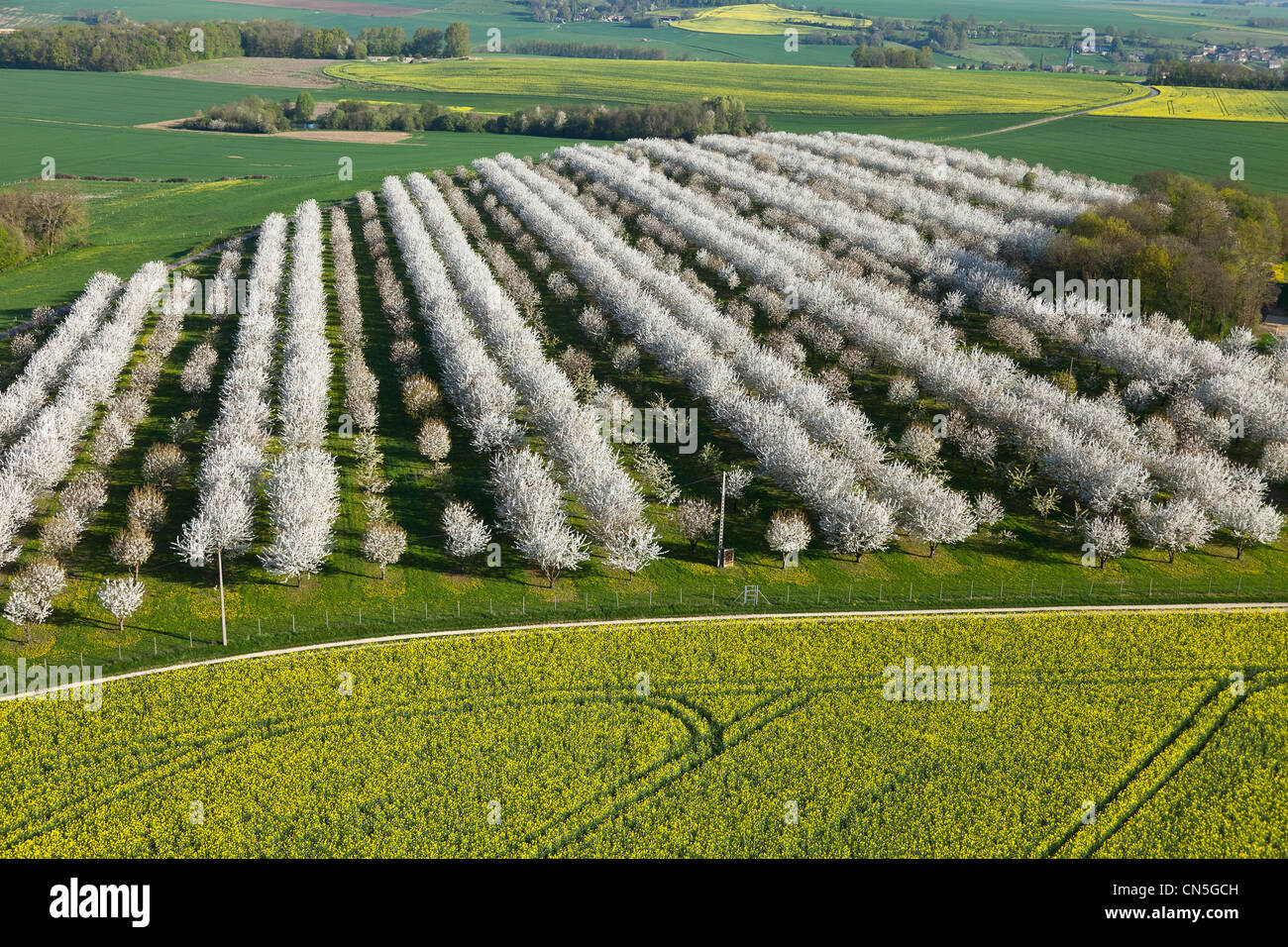 France, Val d'Oise, La Chapelle en Vexin, cherry trees in bloom (aerial view) Stock Photo