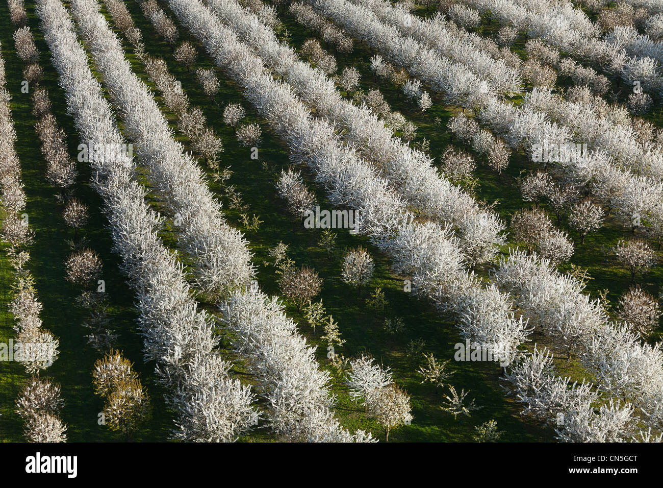 France, Val d'Oise, La Chapelle en Vexin, cherry trees in bloom (aerial view) Stock Photo