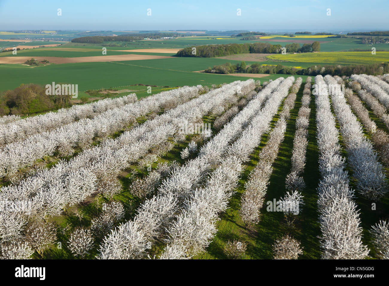 France, Val d'Oise, La Chapelle en Vexin, cherry trees in bloom (aerial view) Stock Photo