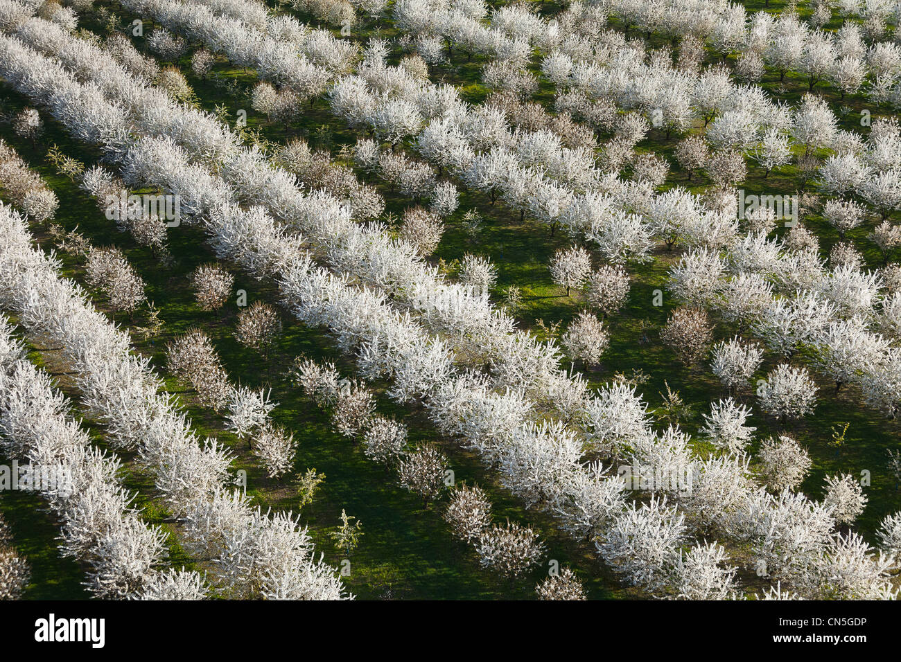 France, Val d'Oise, La Chapelle en Vexin, cherry trees in bloom (aerial view) Stock Photo