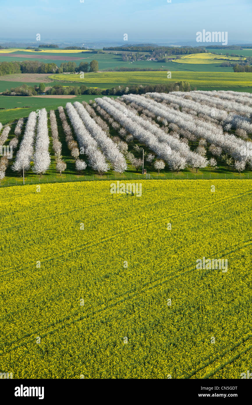 France, Val d'Oise, La Chapelle en Vexin, cherry trees in bloom (aerial view) Stock Photo