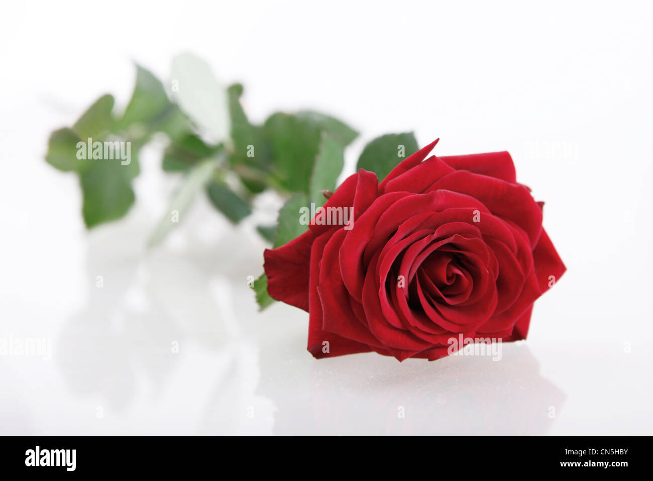 One red rose lying on a white background Stock Photo - Alamy