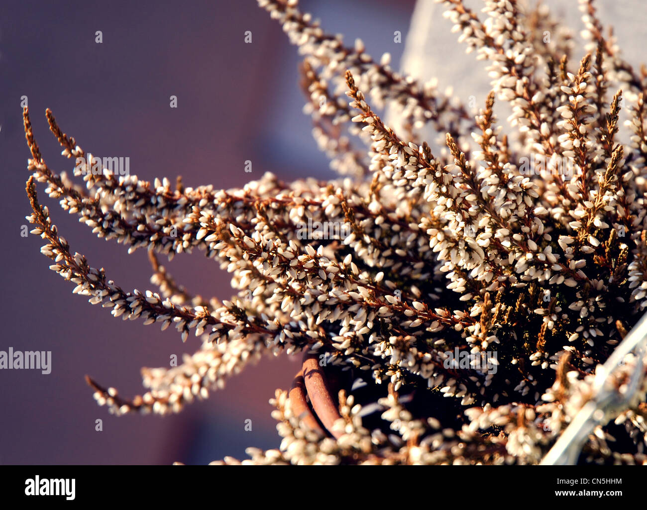 White Erica Flowers in Winter. Heidekraut Stock Photo