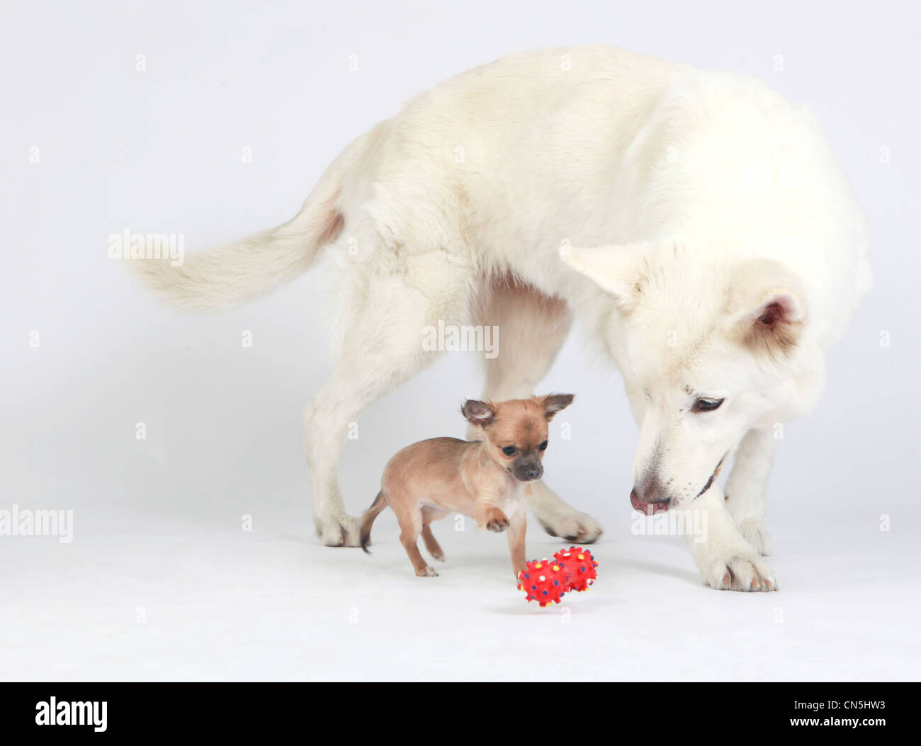 White German Shepherd dog and brown Chihuahua puppy playing together Stock Photo