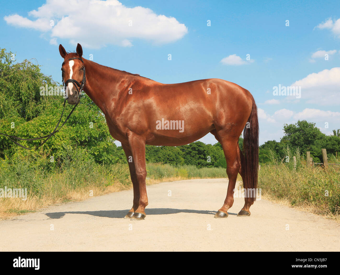 Chestnut horse, fit and healthy, brandenburger Stock Photo