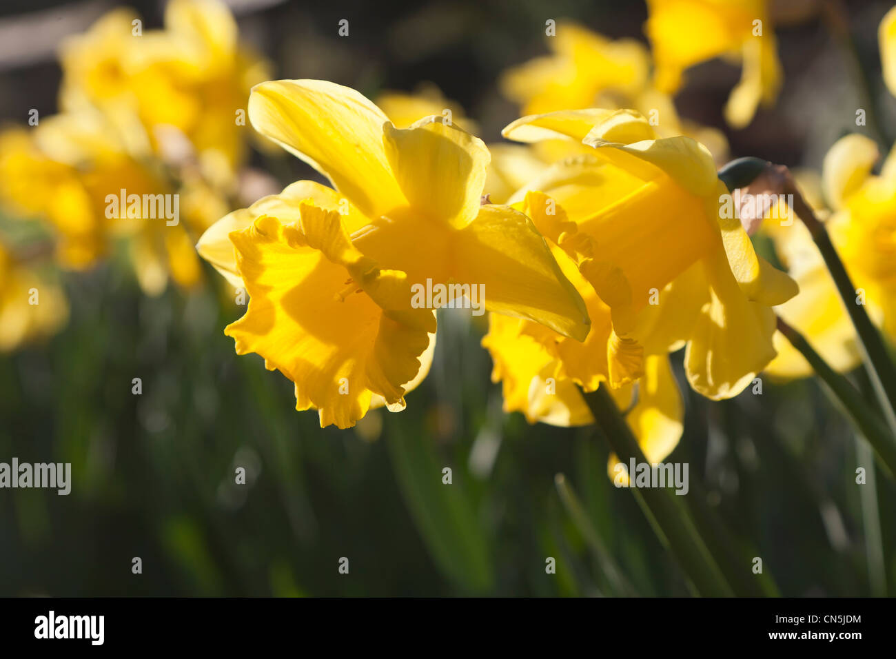 Daffodils in flower, Wales, UK Stock Photo