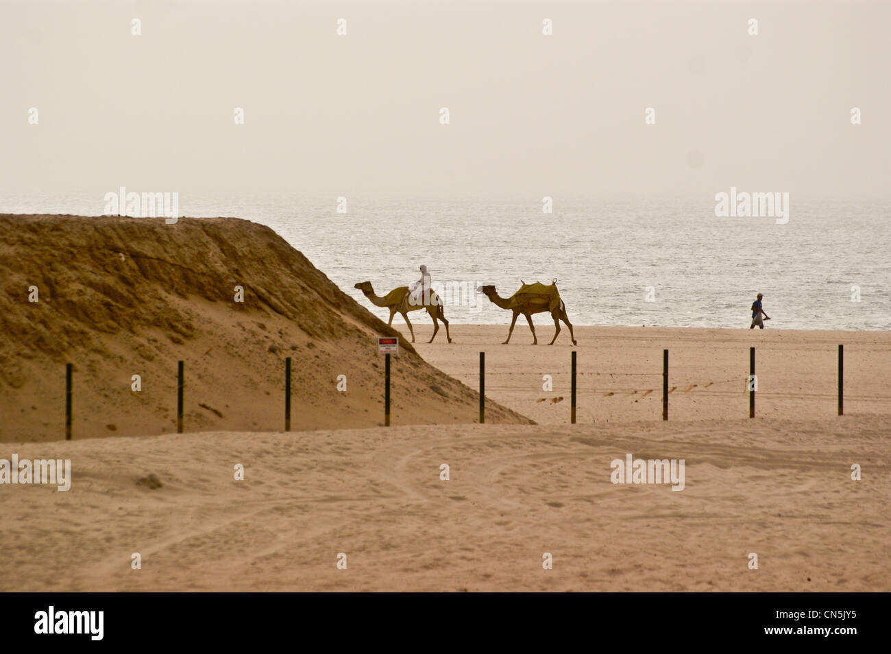 Camels on the beach at Dubai Beach Residence, Dubai Marina, Dubai, United Arab Emirates Stock Photo