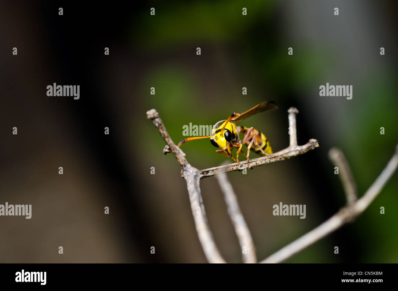 Yellow jacket wasp hires stock photography and images Alamy