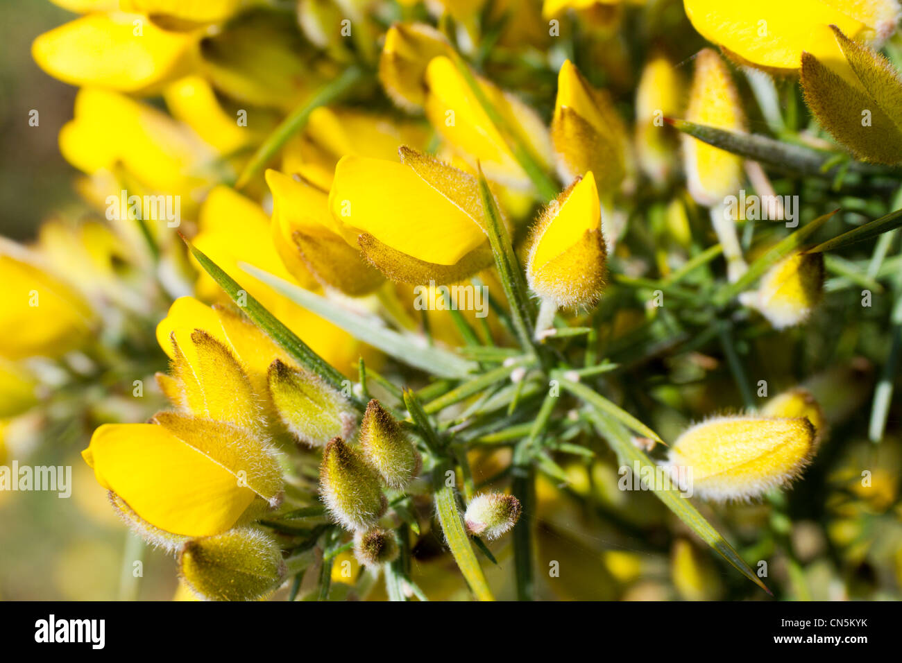 Gorse flower bushes hires stock photography and images Alamy