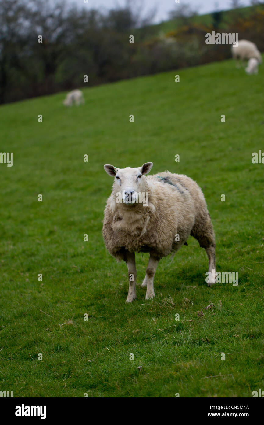 Wary Welsh ewe stares at the camera Stock Photo