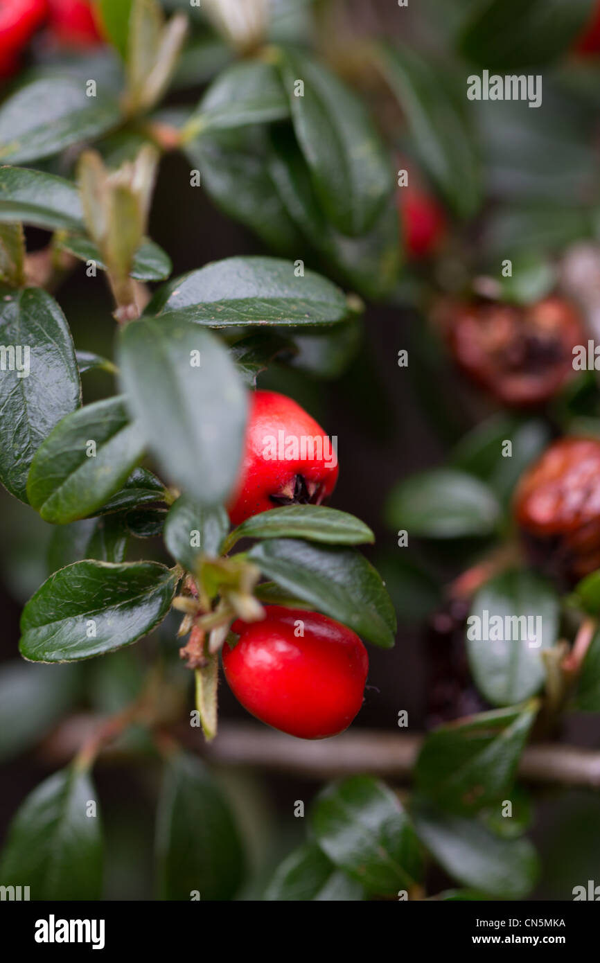 Red berries and evergreen leaves Stock Photo