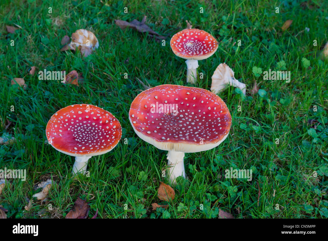 A group of three Fly Agaric fungi in a field. Stock Photo