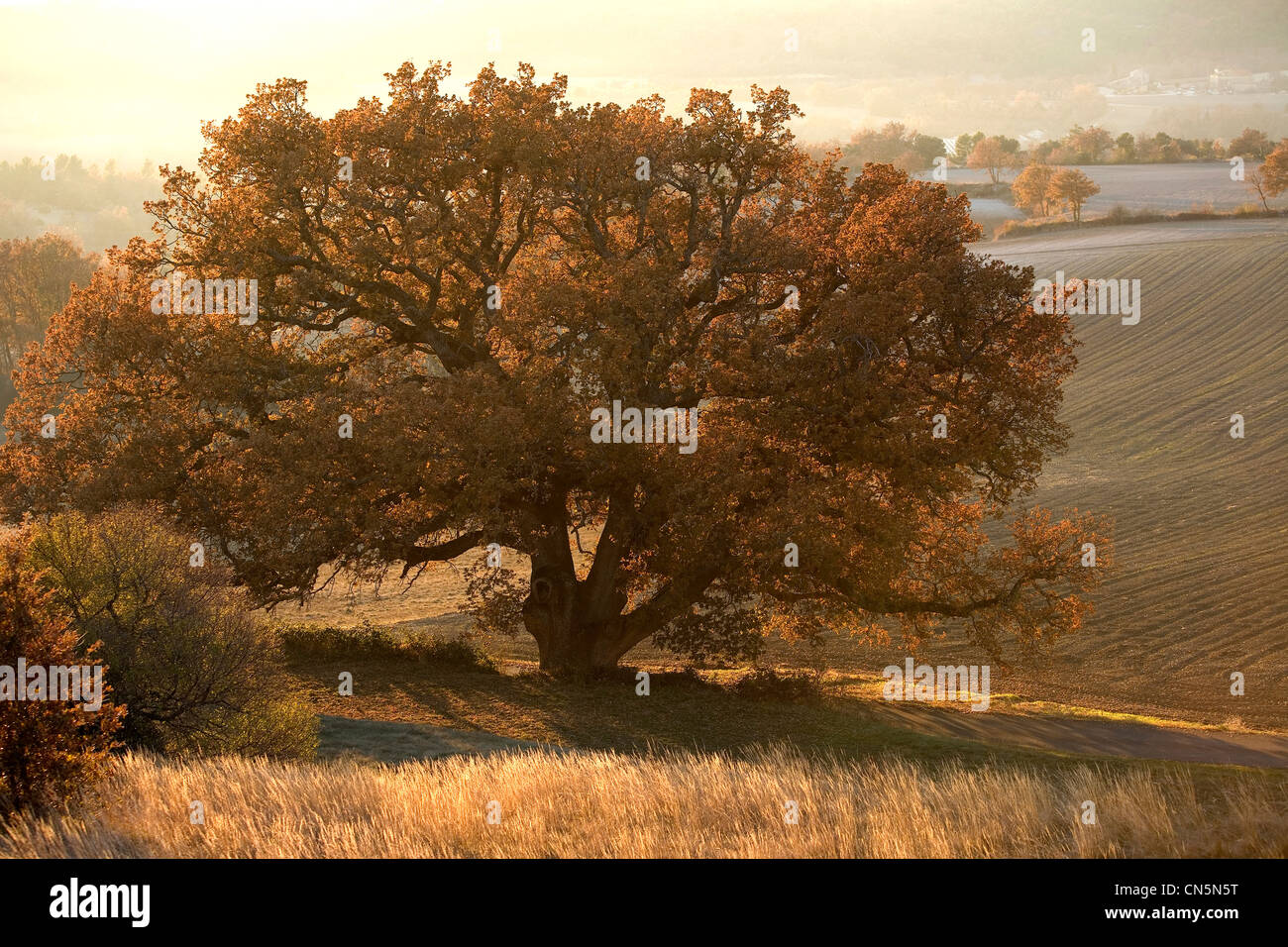 White oak hi-res stock photography and images - Alamy