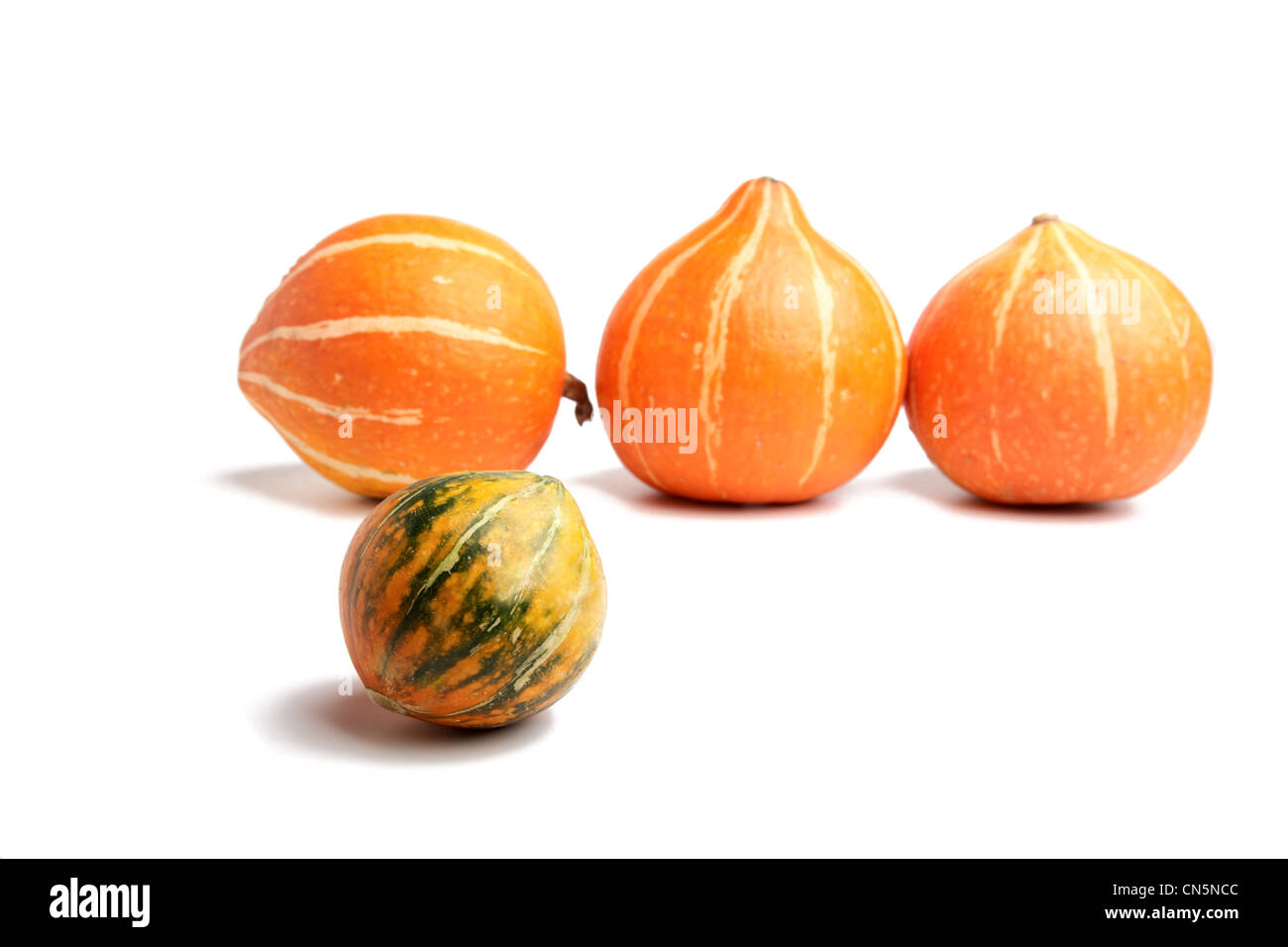 row of pumpkins on a white background Stock Photo - Alamy