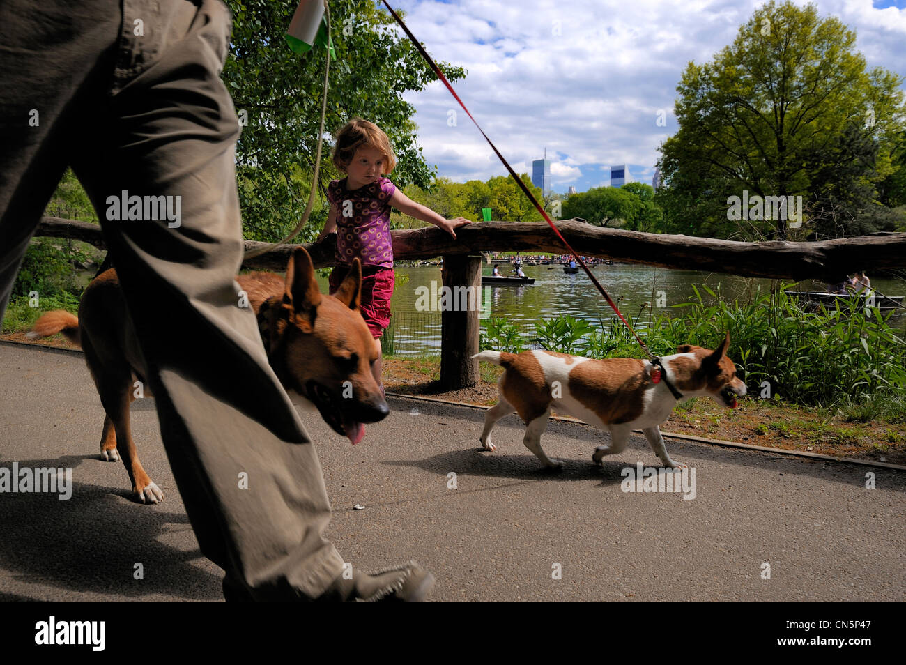 United States, New York City, Manhattan, Central Park, dog walking