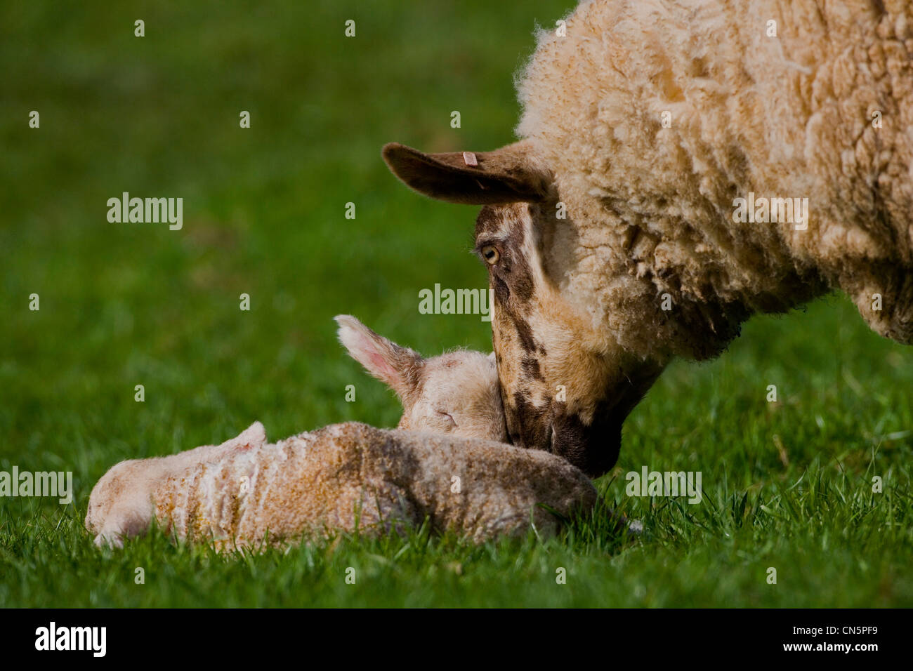 Springtime lamb hi-res stock photography and images - Alamy