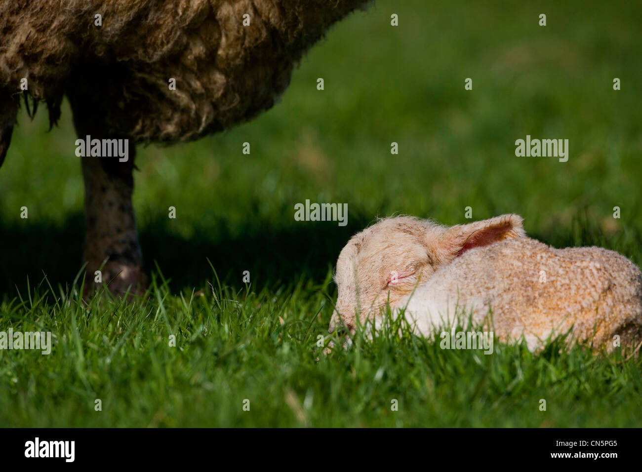 Springtime lamb hi-res stock photography and images - Alamy