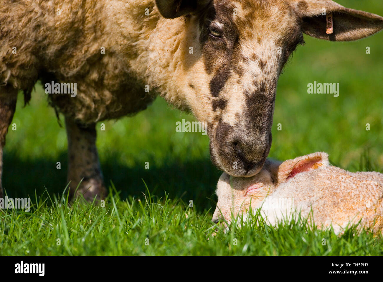 Springtime lamb hi-res stock photography and images - Alamy