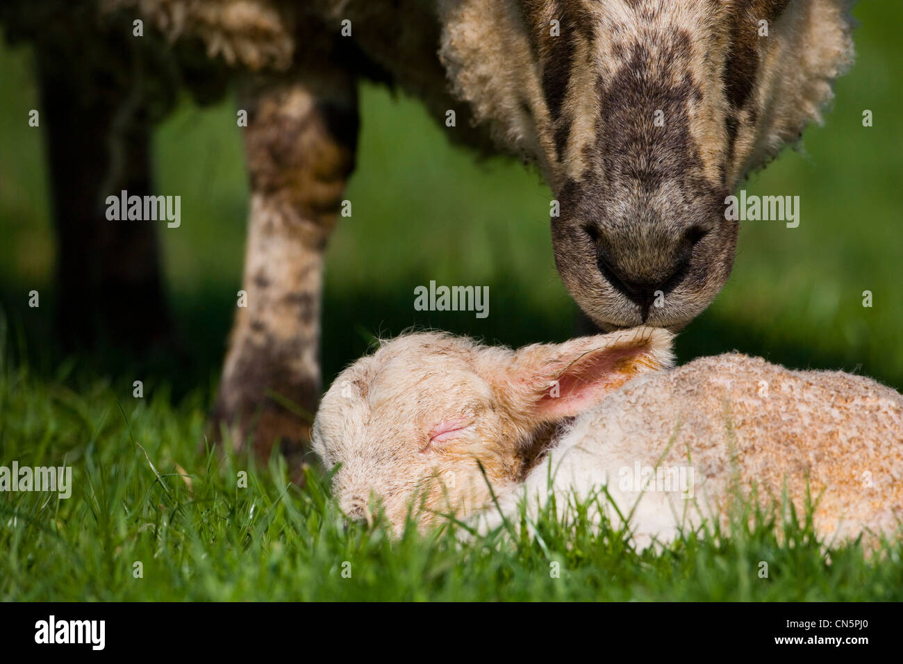 Springtime lamb hi-res stock photography and images - Alamy