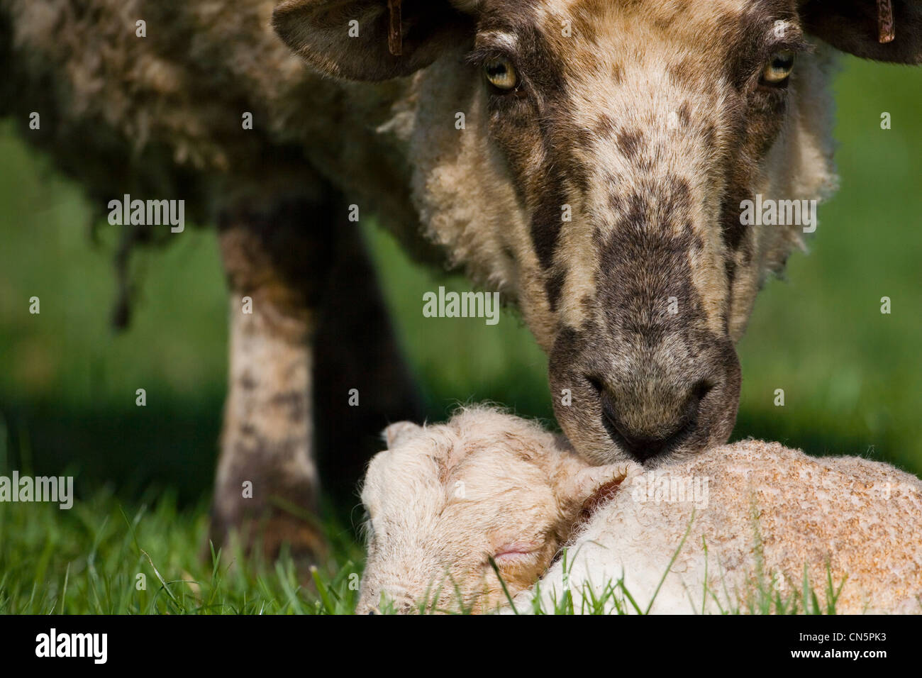 Springtime lamb hi-res stock photography and images - Alamy