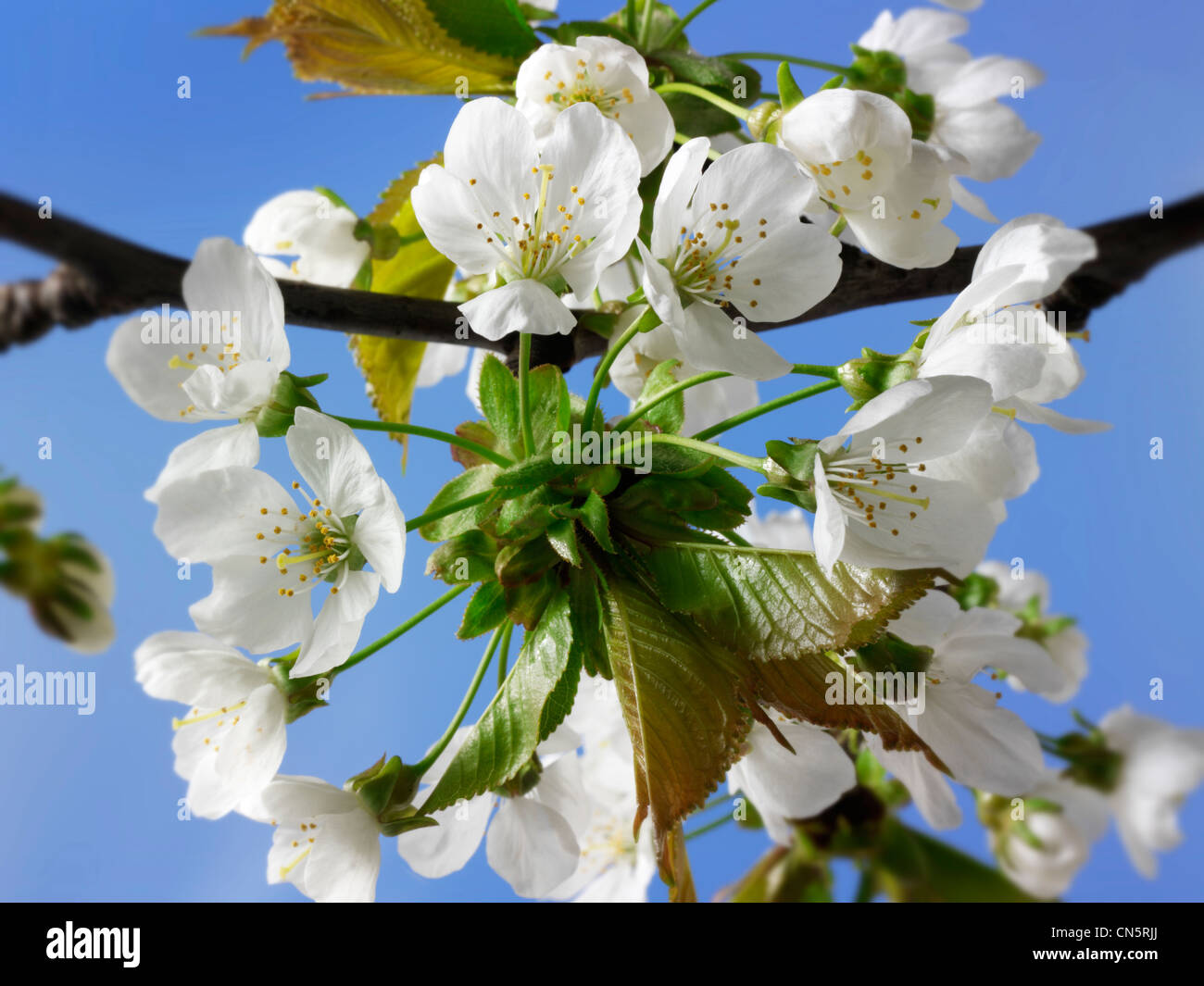 fresh spring flowering cherry blossom on the tree Stock Photo