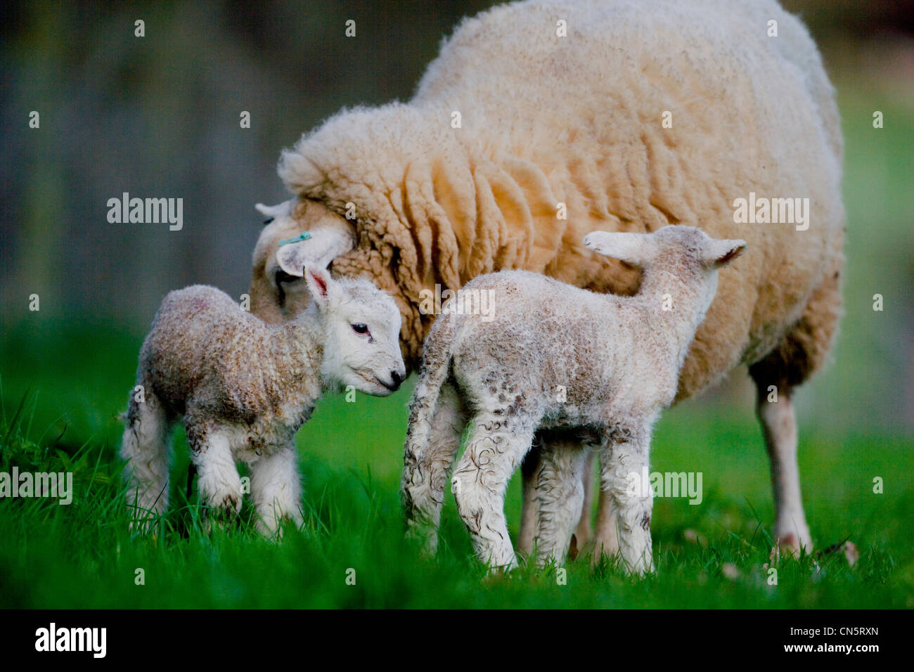 Spring sheep uk hi-res stock photography and images - Alamy