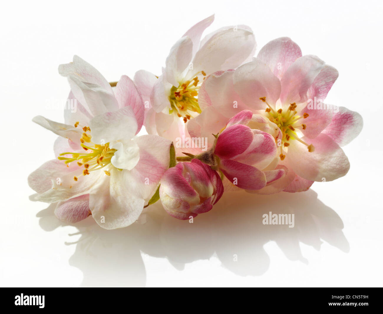 apple blossom flowers against a white background for cut out Stock Photo