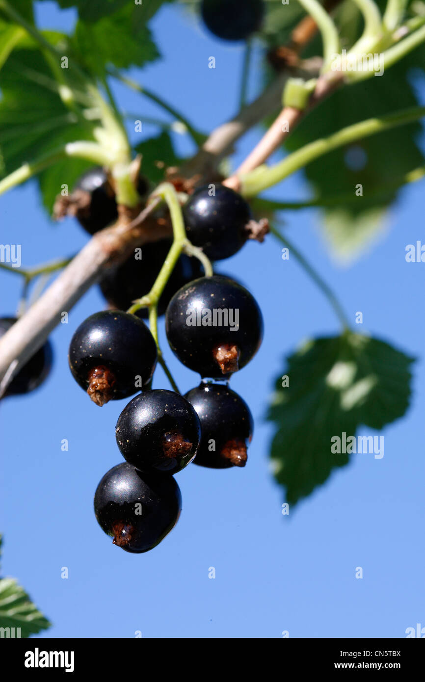France, Bas Rhin, Blackcurrant (Ribes nigrum) Stock Photo