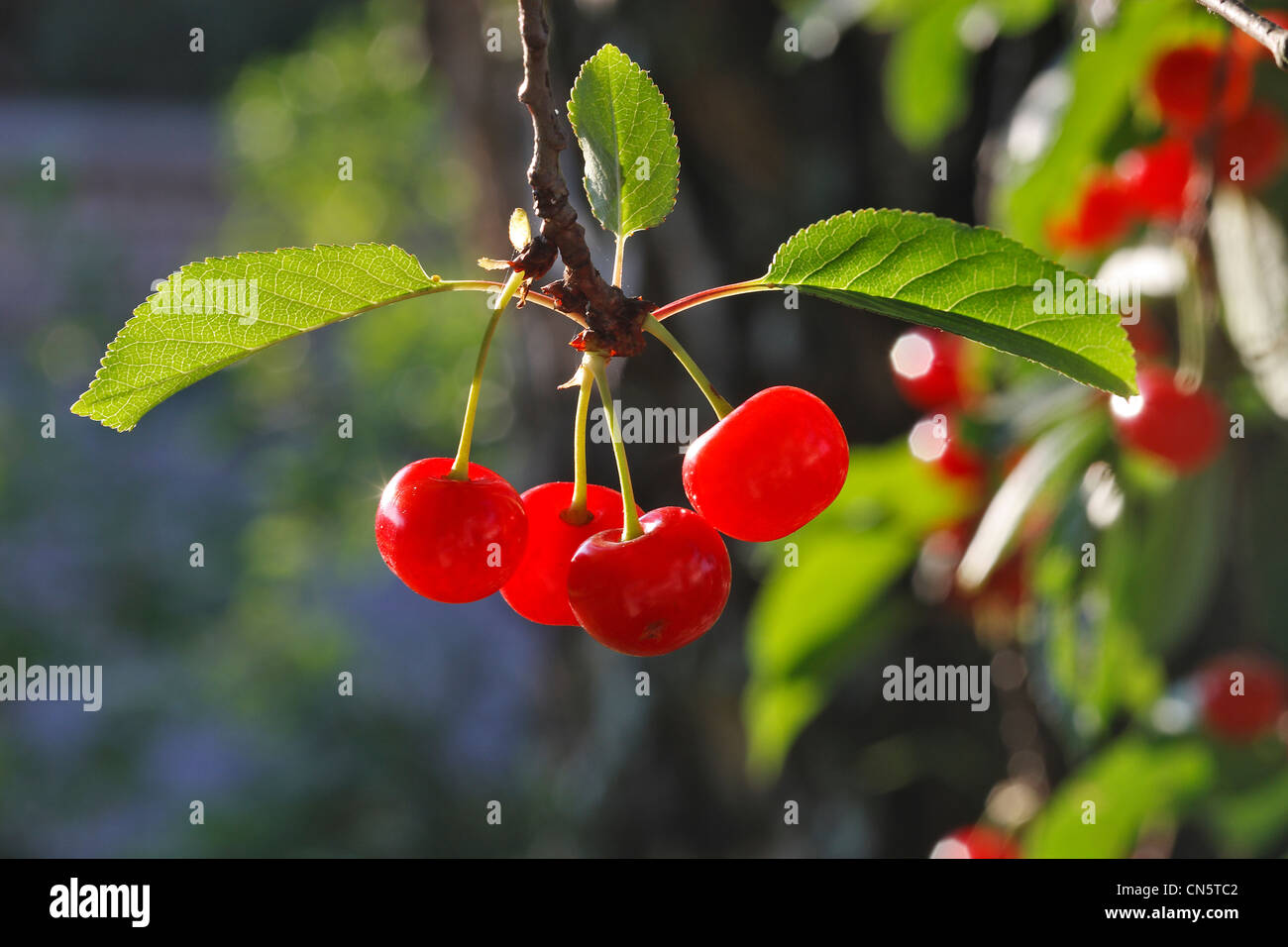 France, Bas Rhin, Sour Cherry (Prunus cerasus) Stock Photo