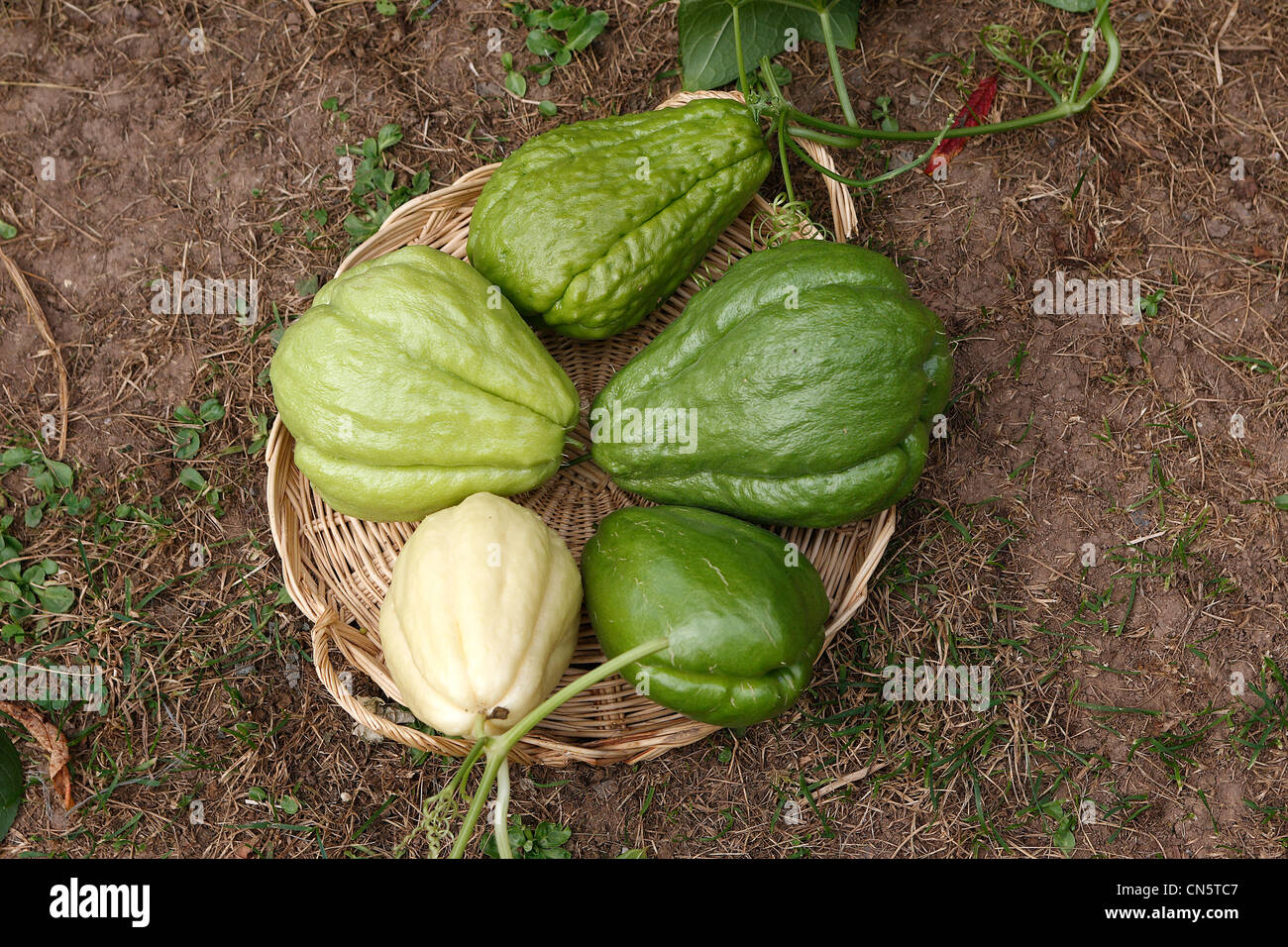 France, Bas Rhin, Chayote (Sechium edule), tropical fruit eat as a vegetable of family Cucurbitaceae Stock Photo