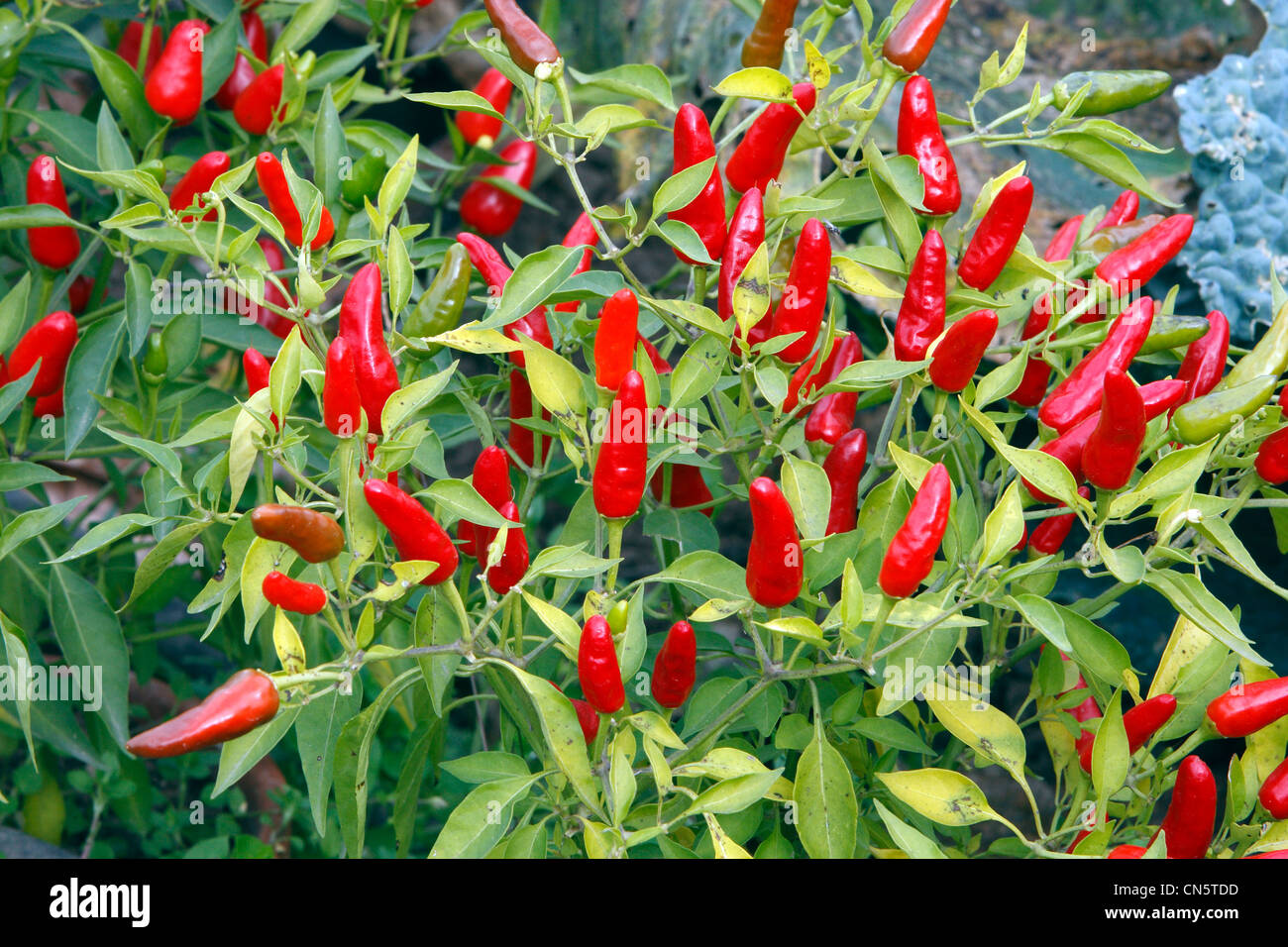 France, Bas Rhin, red hot pepper Stock Photo - Alamy