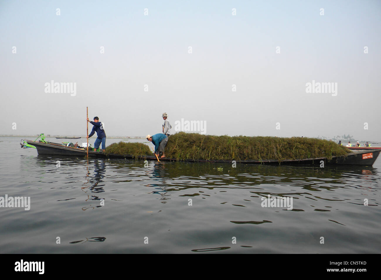 Fisherme, collecting sea-weeds, Inle lake, Myanmar Stock Photo