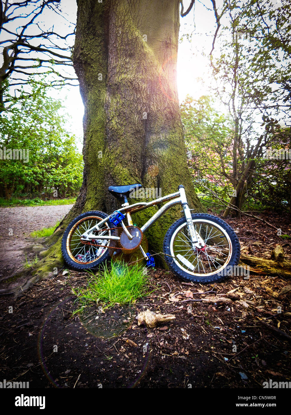 BMX bicycle with no handlebars abandoned in the country against a large tree Stock Photo