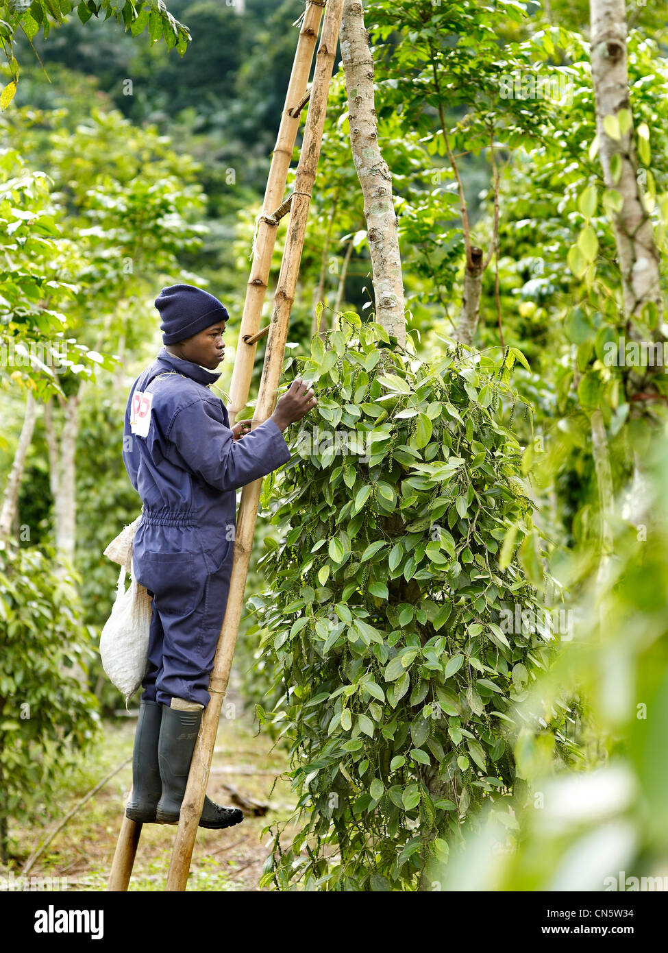 Cameroon, feature: Cameroon, a Pepper Tour Stock Photo - Alamy