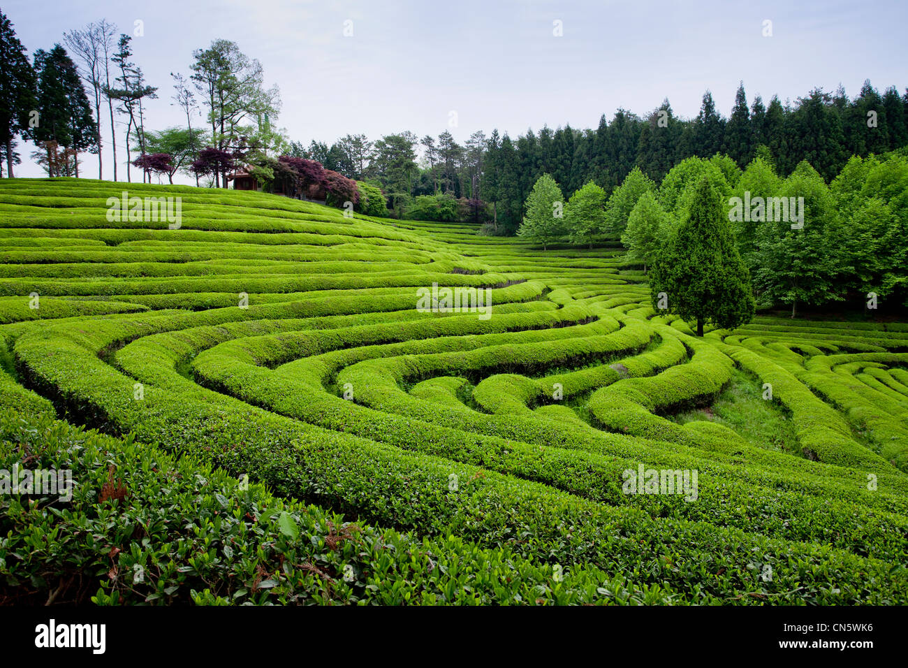 South Korea, South Jeolla Province, Boseong Green Tea Gardens, general view of a tea plantation Stock Photo
