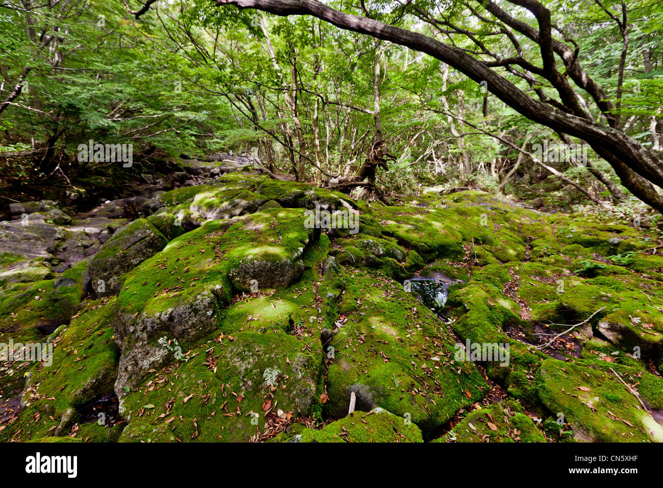 South Korea, Jeju Province, Mount Halla National Park, forest undergrowth on the way to the top of Mount Halla (or Hallasan), Stock Photo