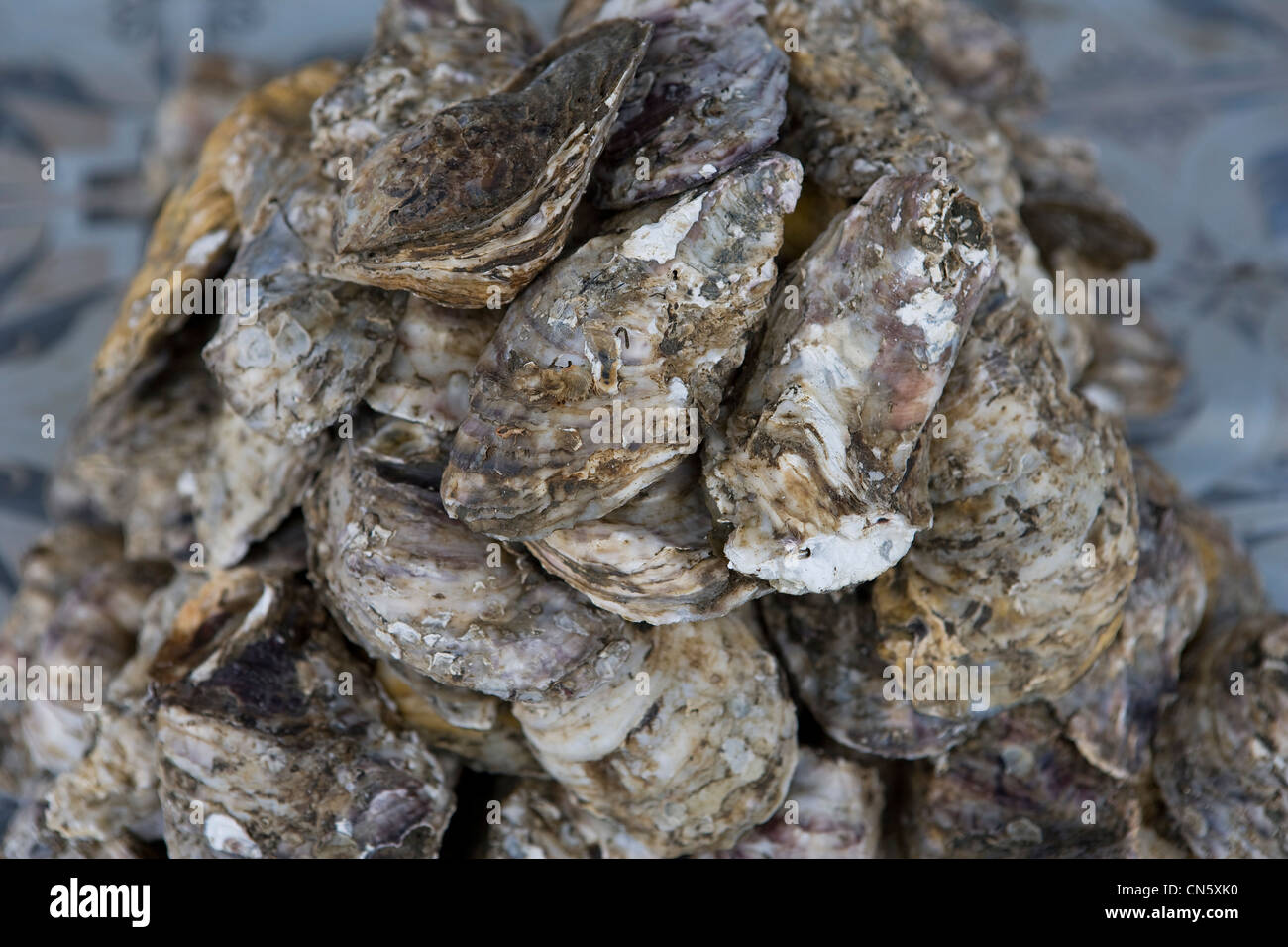 Oysters for sale at a street stall by the edge of Songkhla Lake, Songkhla, Thailand, Jan 2008 Photo by Mike Goldwater Stock Photo