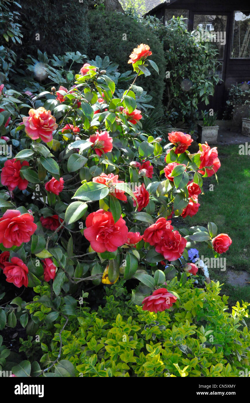 Red Camellia bush in flower Stock Photo