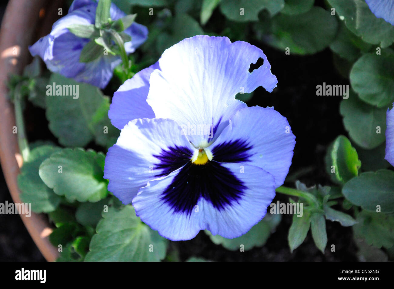 Spring Pansy flower white & purple Stock Photo Alamy