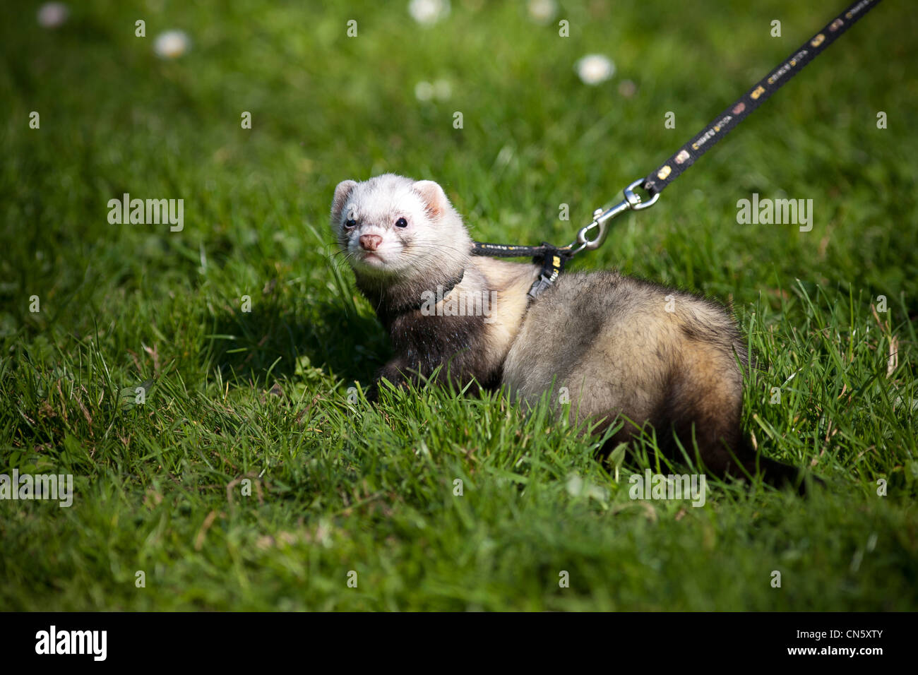 A ferret (Mustela putorius furo) kept on a leash on the lawn of a Park. Furet putoisé tenu en laisse sur la pelouse d'un parc. Stock Photo