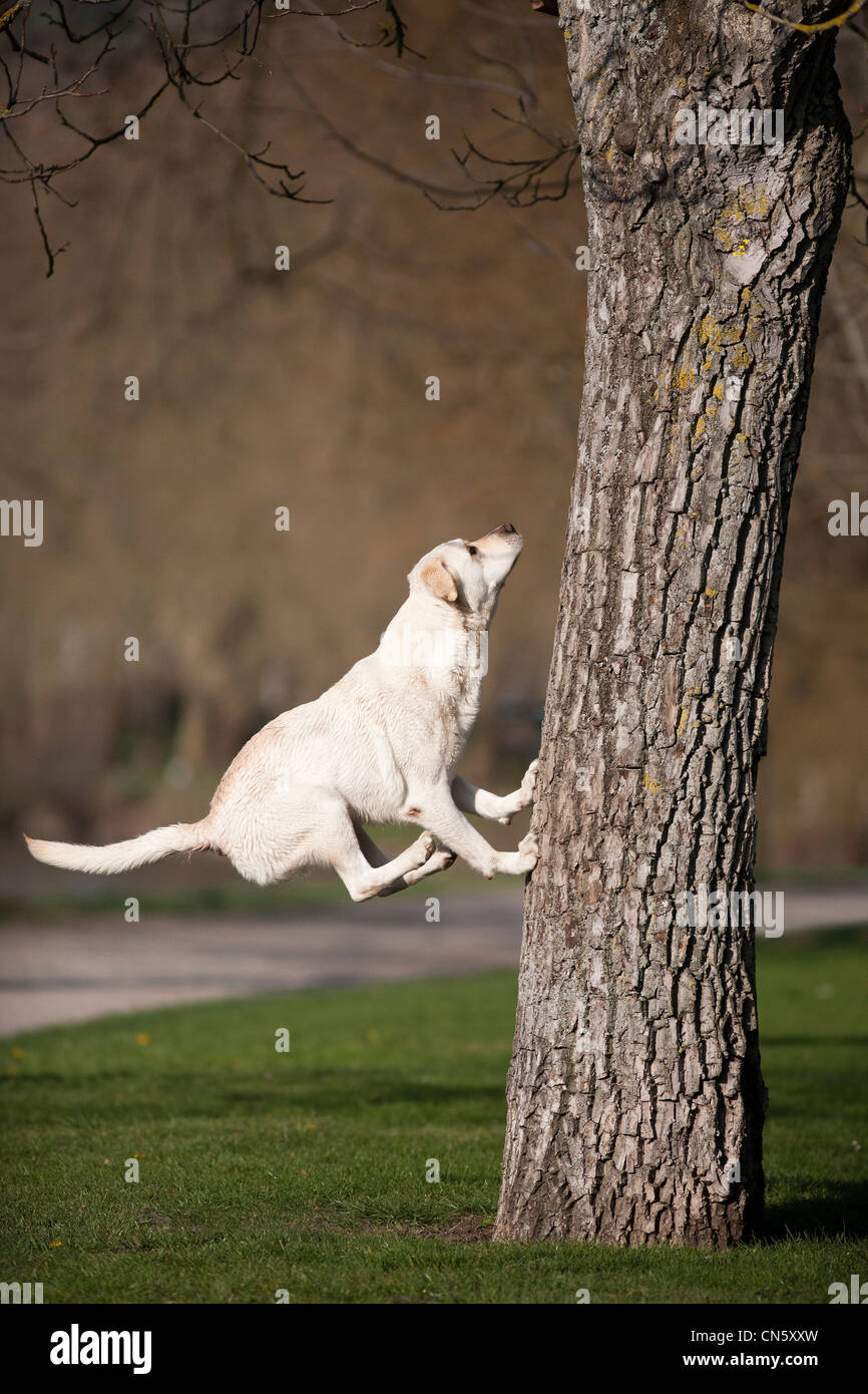 A Labrador retriever jumping to a tree in a Park of Vichy (France). Chien Labrador sautant après un arbre (Vichy - France). Stock Photo